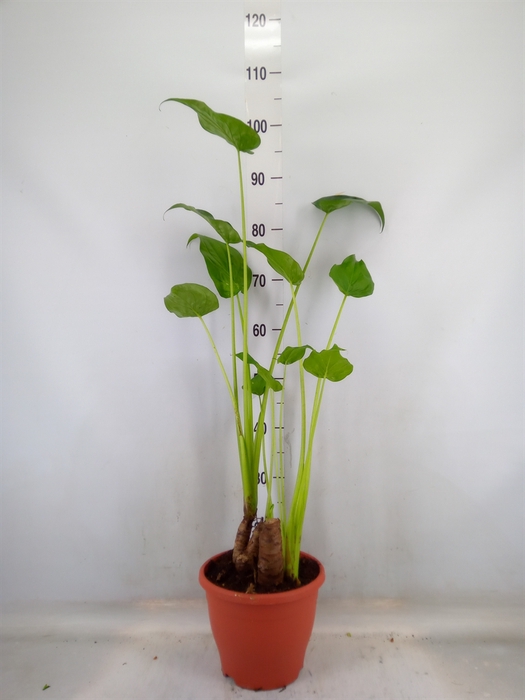 <h4>Alocasia cucullata</h4>