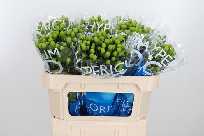 <h4>Hyp Coco Bamboo</h4>