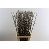 Salix Wilgenkatjes 90cm P Stem