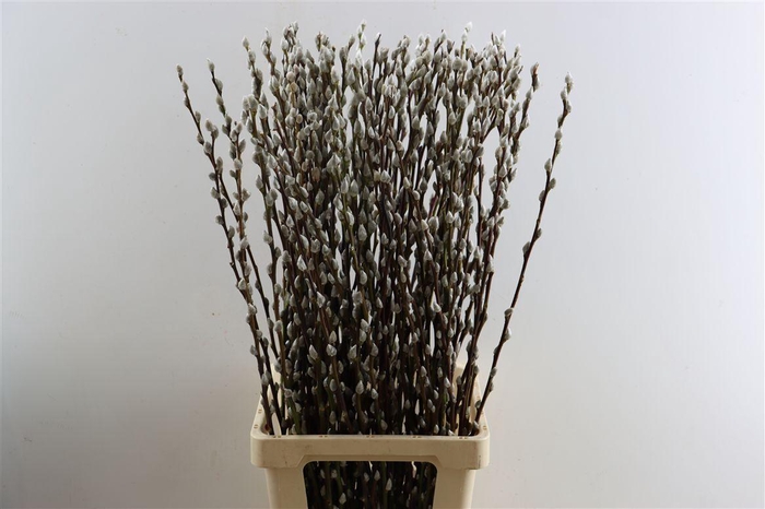 Salix Wilgenkatjes 90cm P Stem