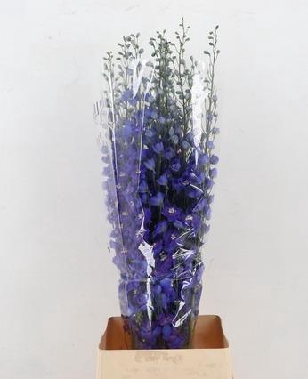 <h4>DELPH DU DEWI BLUE STAR</h4>