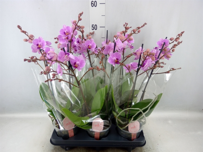 <h4>Phalaenopsis multi.   ...rose</h4>