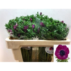 ANEM CO GALIL PURPER