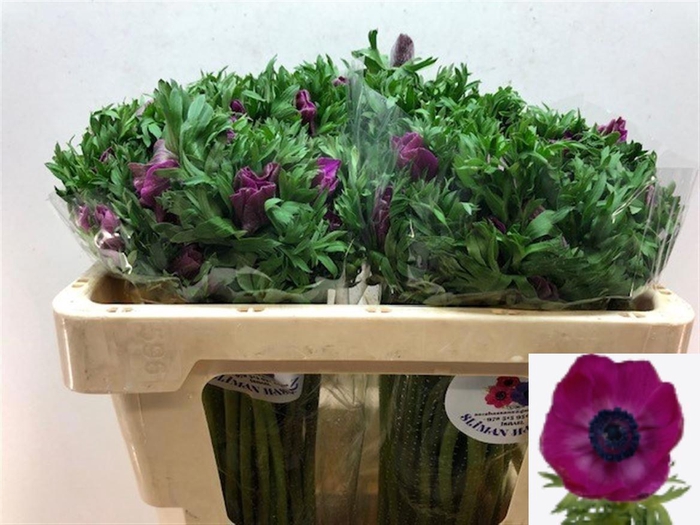 <h4>ANEM CO GALIL PURPER</h4>