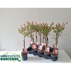 SALIX IN FLAMINGO