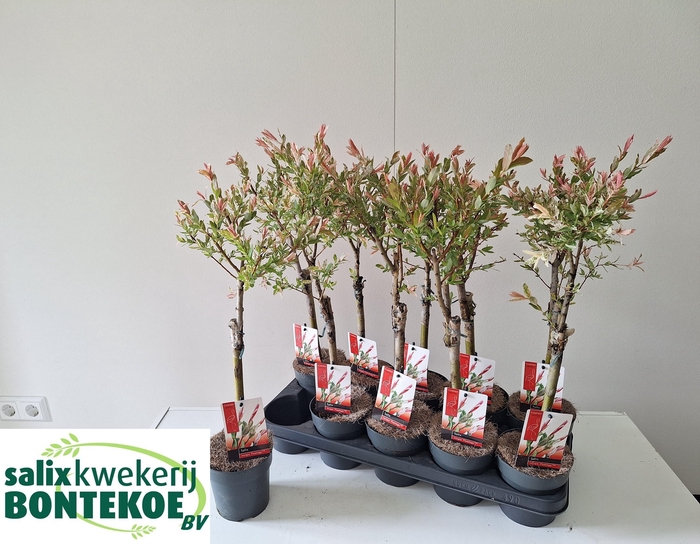 <h4>SALIX IN FLAMINGO</h4>