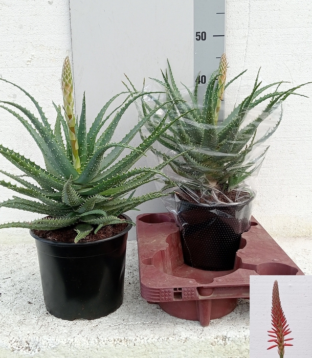 <h4>ALOE ARBORESCENS</h4>