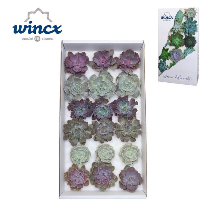 <h4>ECHEVERIA OV</h4>