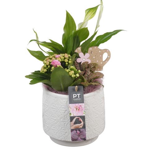 <h4>PTIB6392 Arrangementen kamerplanten</h4>