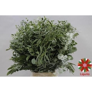 Leaf eucalyptus mix per bunch