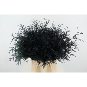 Coniferen Dark blue Per Bunch