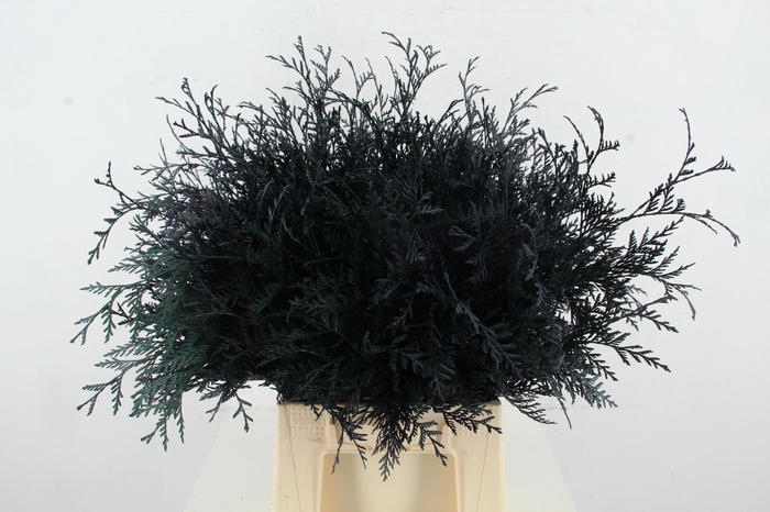 <h4>Coniferen Dark blue Per Bunch</h4>