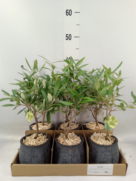 <h4>Arr.   Tuinplanten L%</h4>