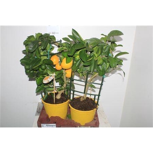 Citr Meyeri Meyer 3+