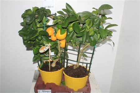 <h4>Citr Meyeri Meyer 3+</h4>