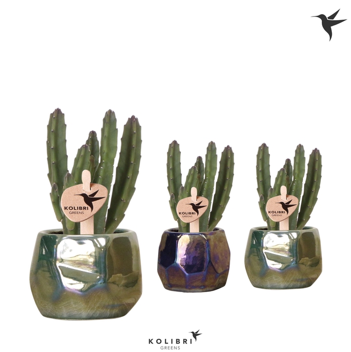 <h4>Kolibri Greens Stapelia Leendertziae in Pearl pot blue green mix</h4>