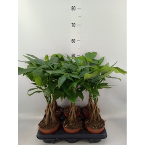 Pachira aquatica