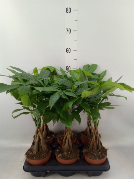 <h4>Pachira aquatica</h4>