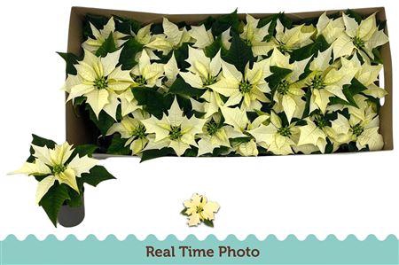 <h4>Euphor P Alaska</h4>