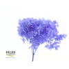Dried Bleached Hydrangea Anna Milka