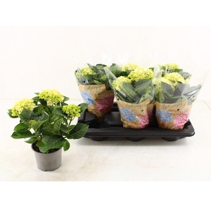 .Hydrangea macrophylla wudu