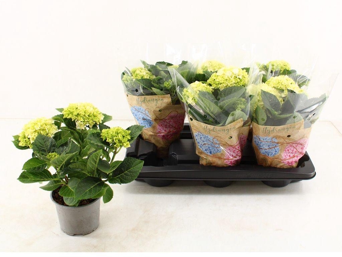 <h4>.Hydrangea macrophylla wudu</h4>
