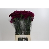Dianthus St Purple Damascus
