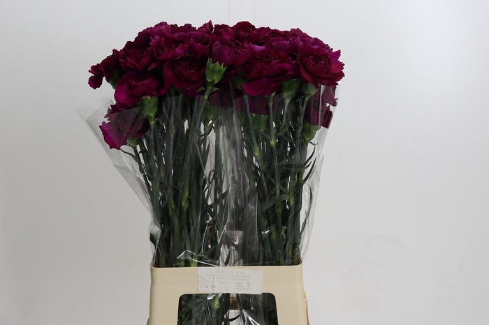 Dianthus St Purple Damascus