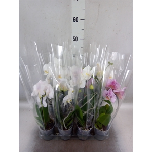 Phalaenopsis  'Elegant Cascade'