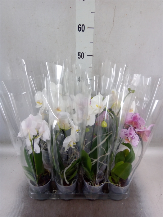 <h4>Phalaenopsis  'Elegant Cascade'</h4>