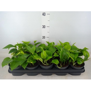 Epipremnum pinn. 'Aureum'