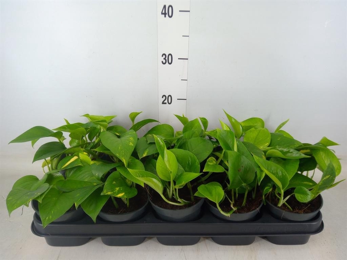 <h4>Epipremnum pinn. 'Aureum'</h4>