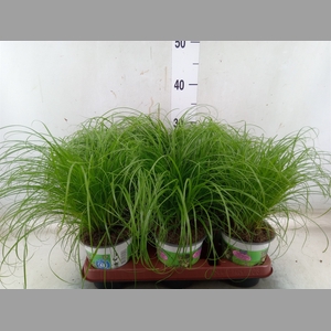 Cyperus alternifolius 'Zumula'