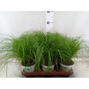 Cyperus alternifolius 'Zumula'
