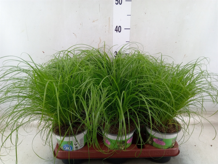 <h4>Cyperus alternifolius 'Zumula'</h4>