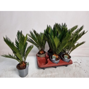 CYCAS REVOLUTA