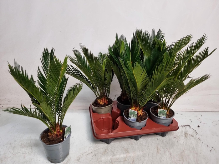 <h4>CYCAS REVOLUTA</h4>