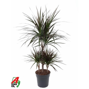 Dracaena marginata Magenta