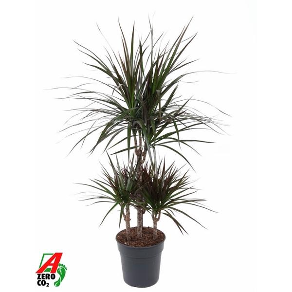 <h4>Dracaena marginata Magenta</h4>