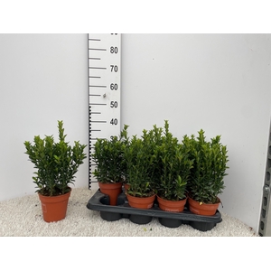 EUONYMUS JA GR SPIRE