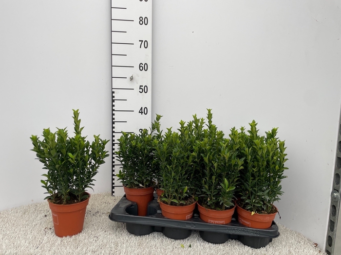 <h4>EUONYMUS JA GR SPIRE</h4>