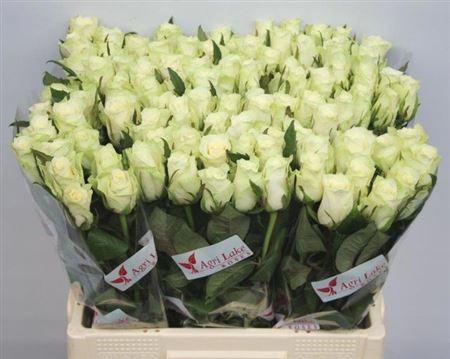 <h4>R Gr Athena</h4>