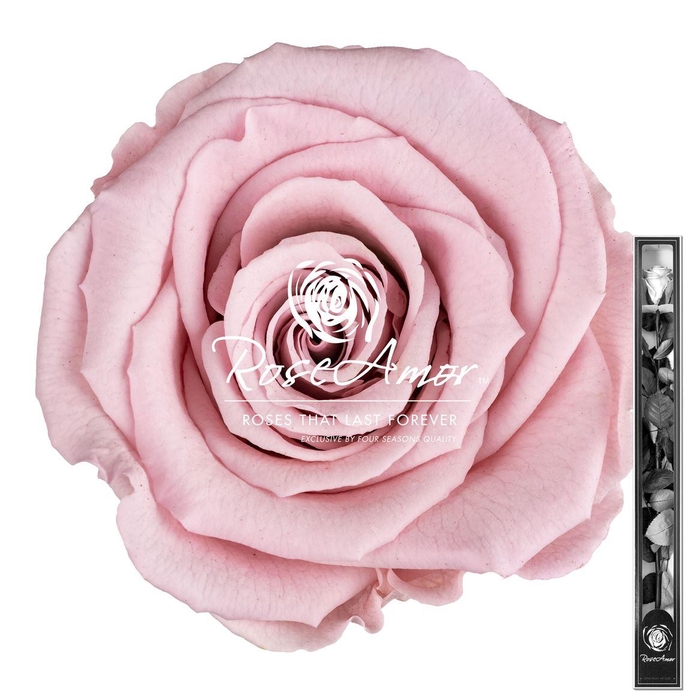 <h4>60cm Stem Pin04</h4>