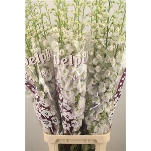 Delph El Dewi White Smile