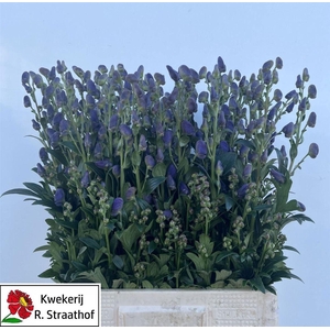 Aconitum Car Arendsii
