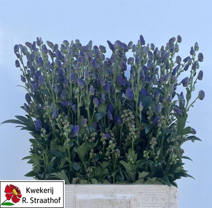 <h4>Aconitum Car Arendsii</h4>