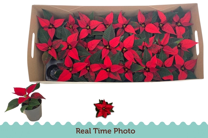 <h4>EUPHOR P CHR F RED</h4>