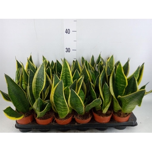 Sansevieria trifa. 'Futura Superba'