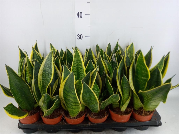 <h4>Sansevieria trifa. 'Futura Superba'</h4>