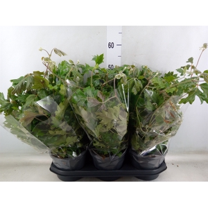 Cissus rhombifolia 'Ellen Danica'